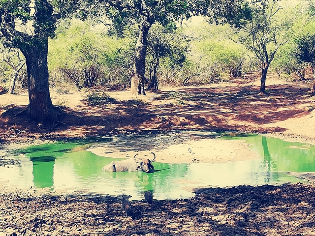       Wild buffalo in a vibrant green pool in the forest.
  