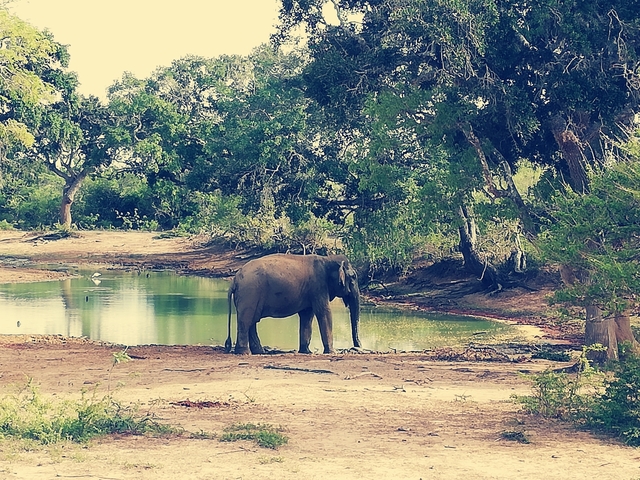       Elephant standing near a watering hole in a forest.
  