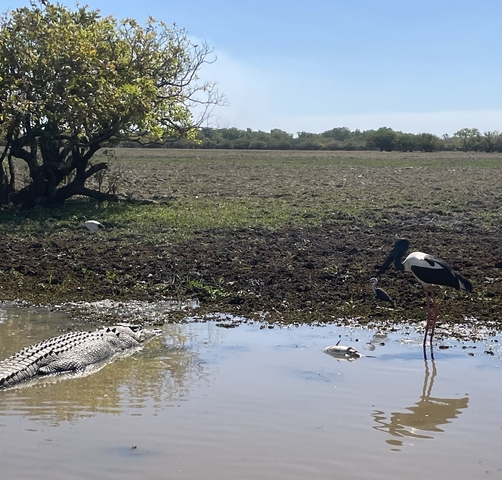 A crocodile and birds near a water body with grassy land.