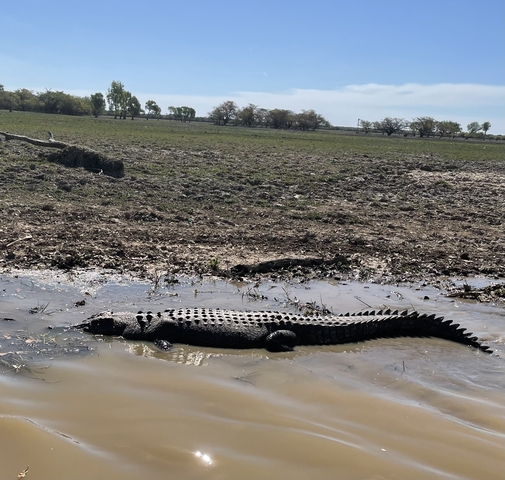 Large crocodile in a dry, grassy landscape near water.