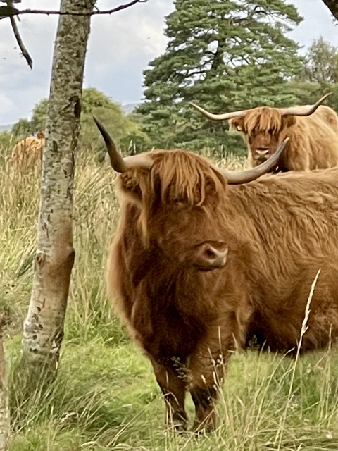 Close-up of a Highland cow with a blurred background.