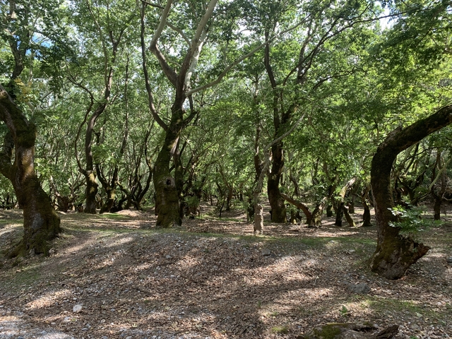       Lush green forest with deeply textured trees.
  