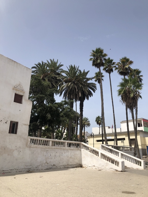       View of palm trees and a white building with a red shutter window.
  