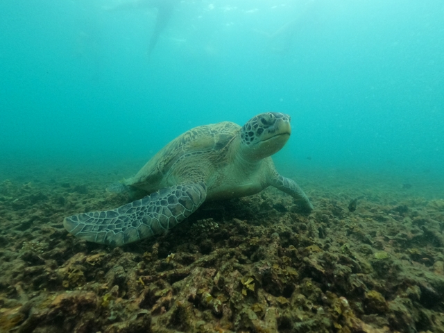 Sea turtle swimming underwater over a coral reef.