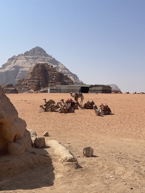       Group of camels resting in the desert near a tent.
  