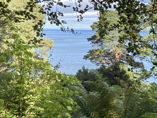 View through trees to ocean, sunny day.