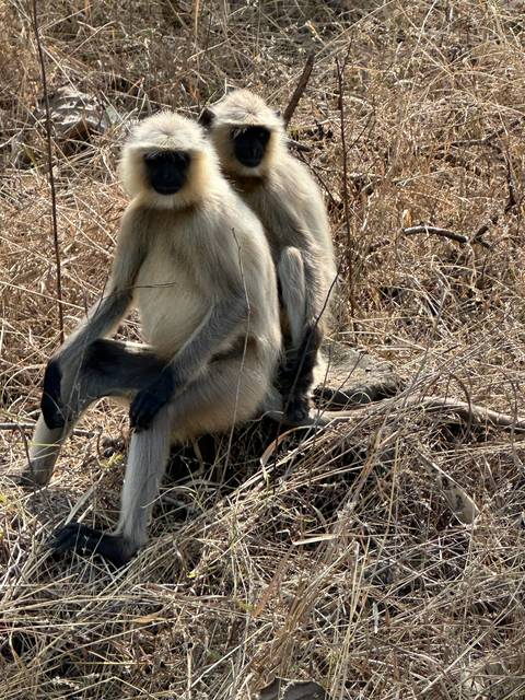       Two monkeys huddled together among dry foliage.
  