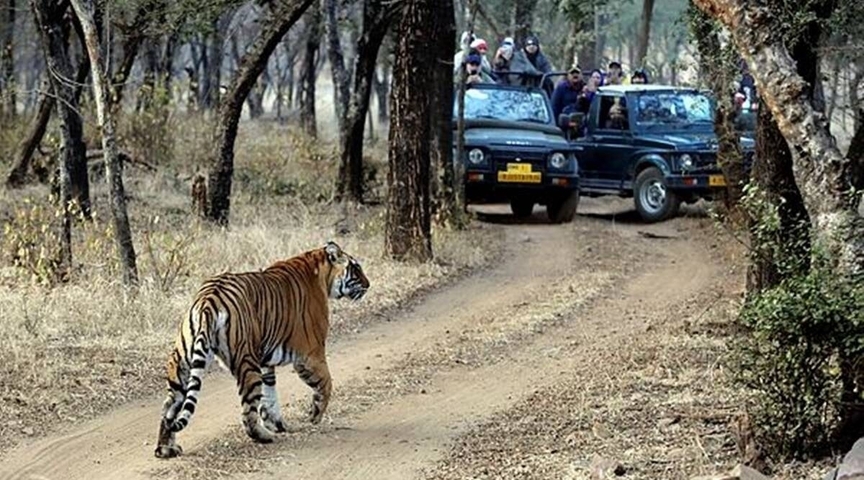 Tiger crossing a dirt path while tourists watch from vehicles.