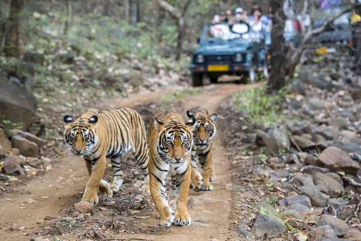 Tigers walking on a dirt path with safari vehicles in the background.