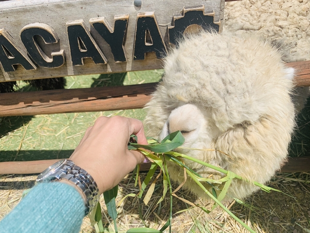 Hand feeding a fluffy alpaca through a fence.