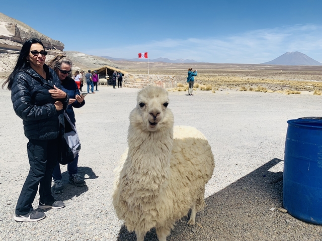 Tourists with a llama in a desert-like region with mountains.
