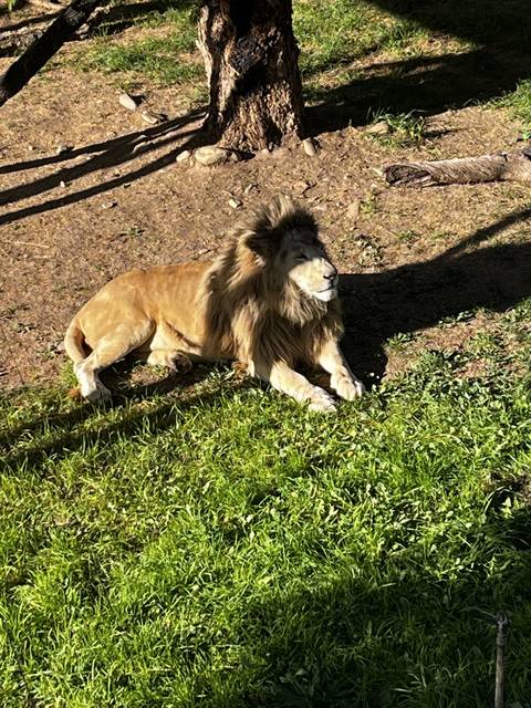 Lion resting on grass under trees.