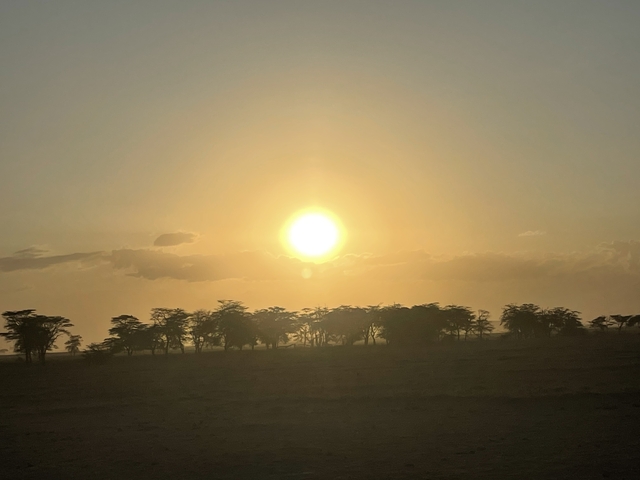       Sunrise over a flat landscape with silhouetted trees
  