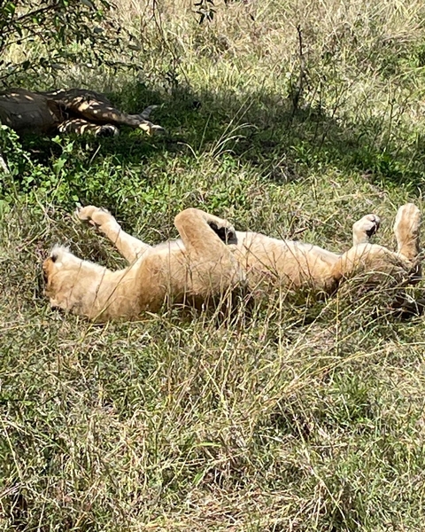       Lion resting in tall grass under sunlight
  