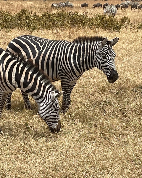       A pair of zebras grazing on dry grass
  