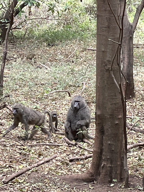      Group of baboons sitting and playing in a forest
  