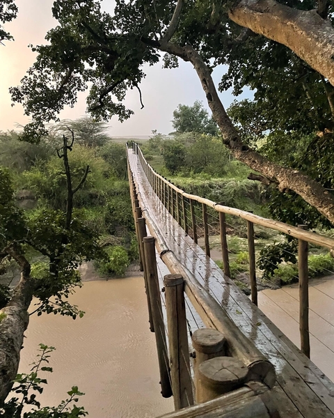       Wooden bridge over a lush undergrowth area
  