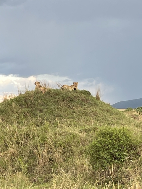       Cheetahs sitting on a mound with grassland backdrop
  