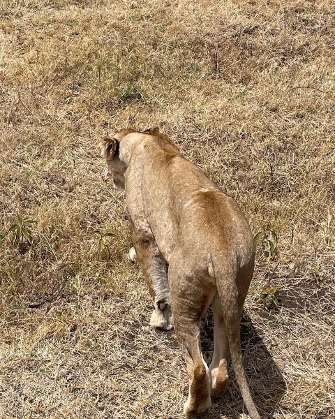       Lone lion walking through dry grass
  