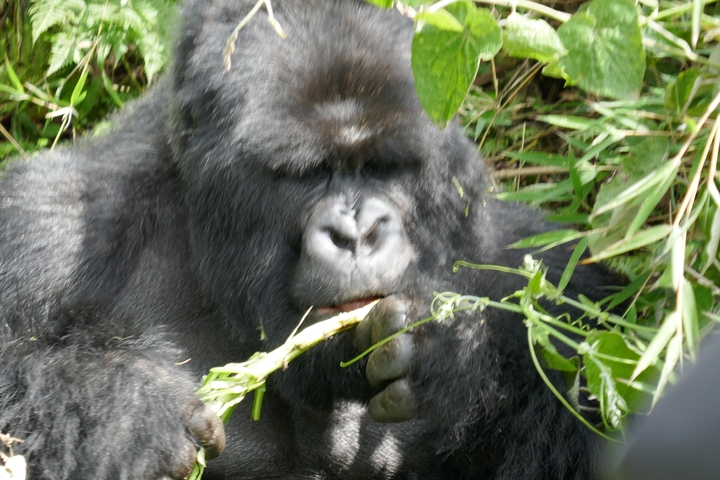 Close-up of a gorilla eating vegetation.