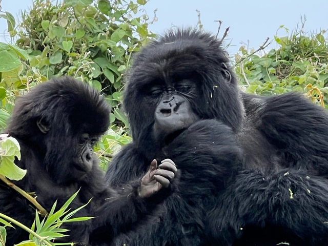 Two gorillas sitting among greenery.