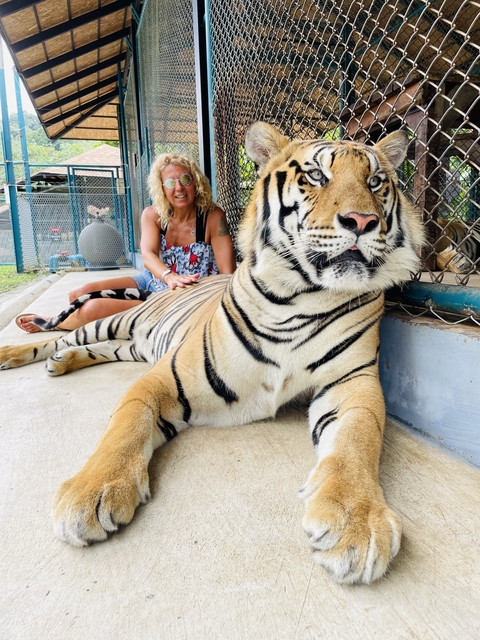 Woman sitting next to a tiger in an enclosed area.