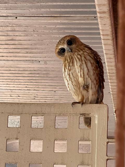 A bird perched sideways with a curious expression.