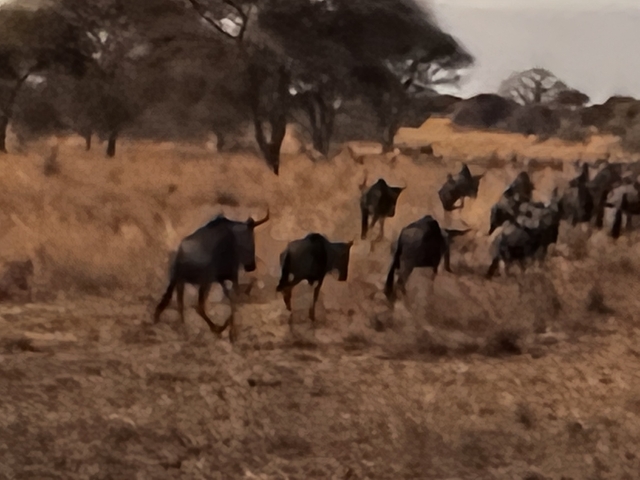 Blurry image of a herd of wildebeest running.