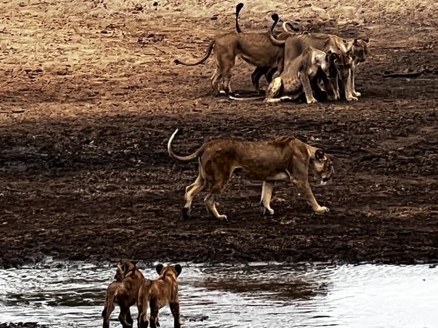 Lions drinking water at a waterhole.