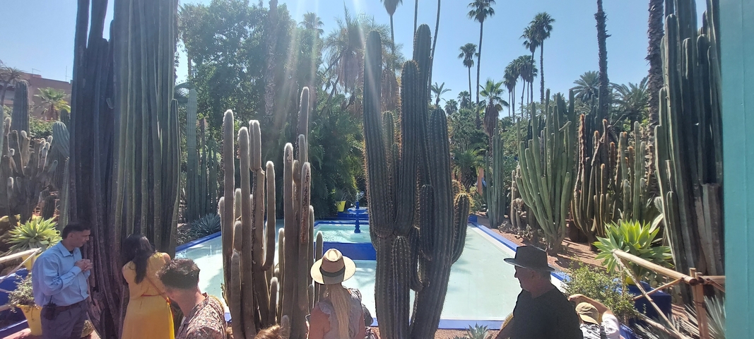       Garden filled with tall cacti surrounding a pond.
  