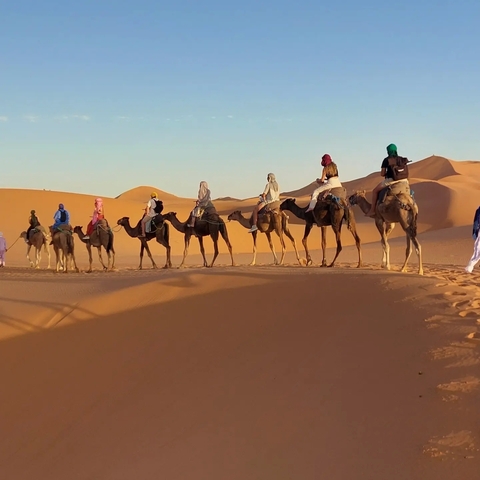       Camel caravan crossing sand dunes during the day.
  