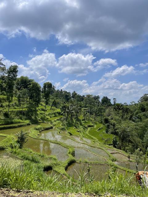 Lush green terraced rice fields
