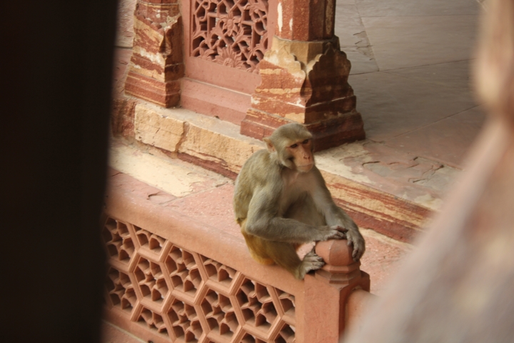       Monkey sitting on red sandstone railing with intricate carvings.
  