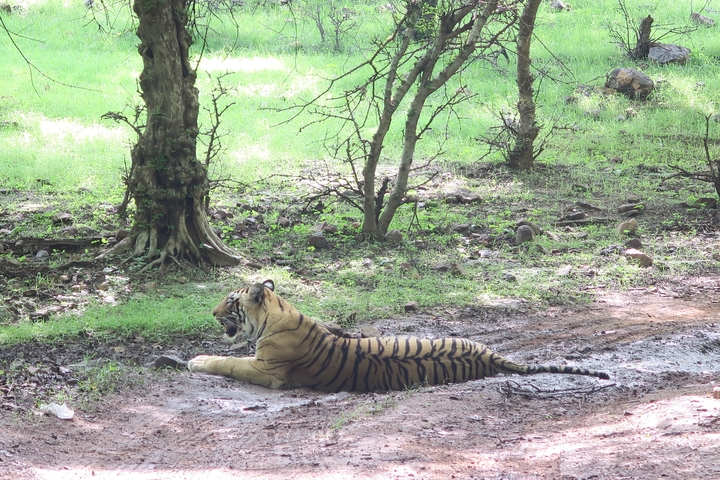 Tiger resting in a savannah-like environment.