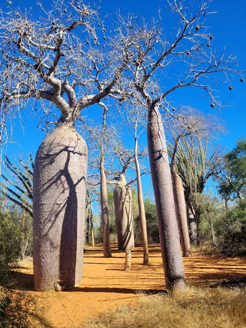 Row of unusual baobab trees under a clear blue sky.