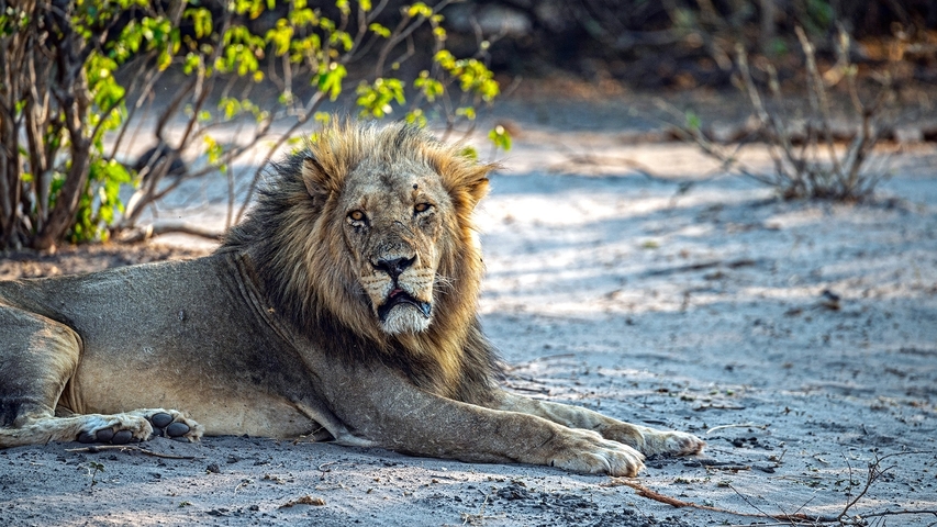       Lone lion resting in a dry savannah landscape.
  