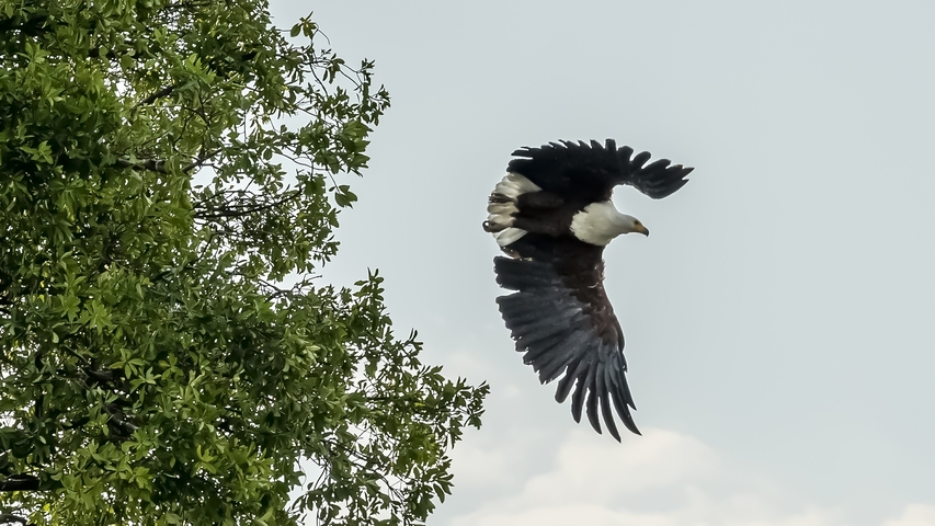       Large bird in flight near a tree with spread wings.
  