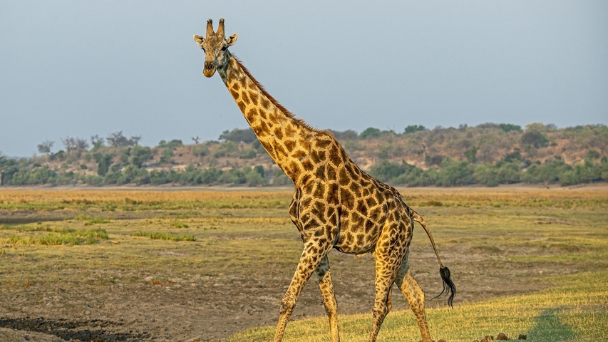       A giraffe standing in an open plain with bushes and trees in the background.
  