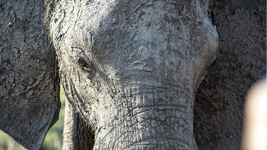       Close-up of an elephant's textured skin and eye.
  