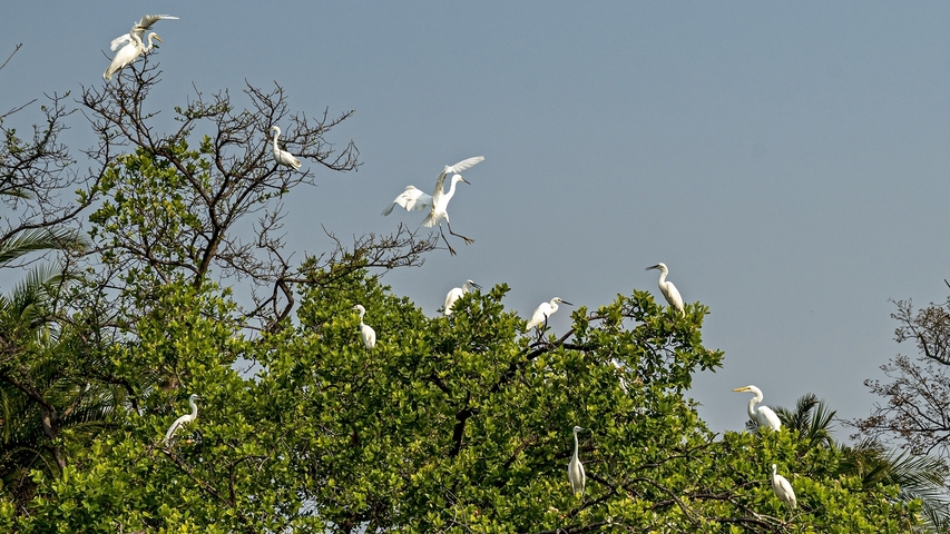       A group of white birds perched in large green trees under a clear sky.
  