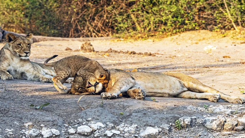       Lion cub playing with an adult lion, with another lion sitting nearby on the dry ground.
  