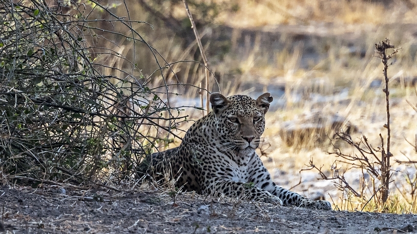       Leopard resting under a bush in a dry area.
  