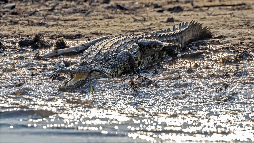       Crocodile emerging from water at the riverbank.
  