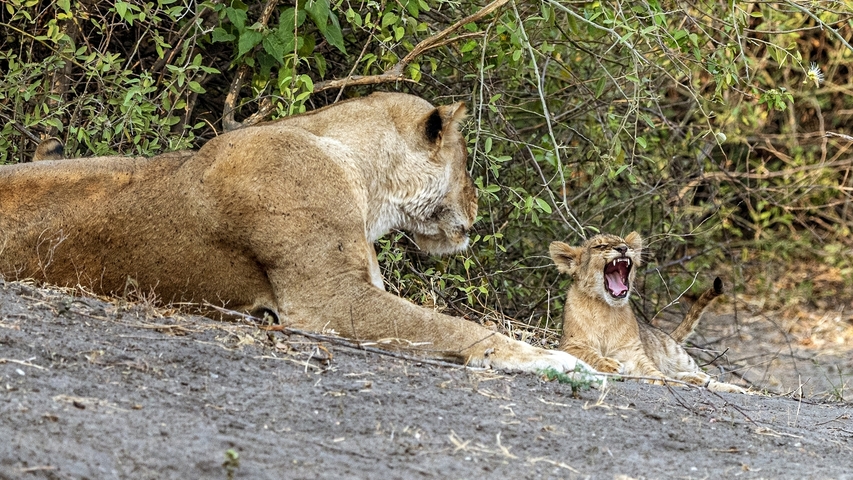       Lioness and cub resting in the wild.
  