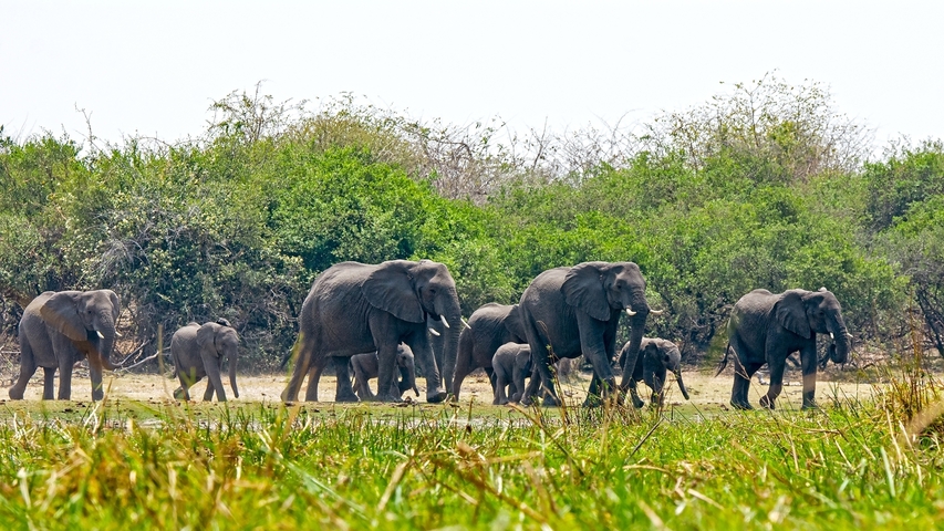       A herd of elephants, including young ones, walking through a grassy area with trees in the background.
  