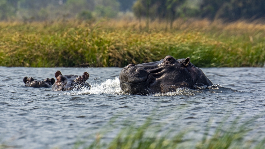       Hippopotamus swimming in a river with greenery around.
  