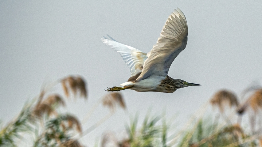       A bird flying with wide wings above grassy reeds.
  
