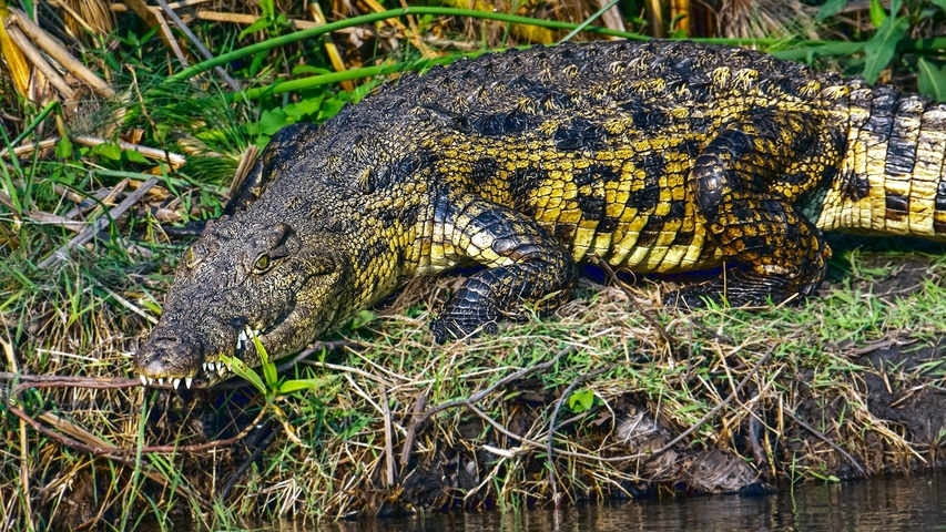       A crocodile lying on the grass near water, with detailed scales and teeth visible.
  