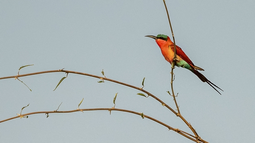       A brightly colored bird perched on a thin branch against a clear sky.
  