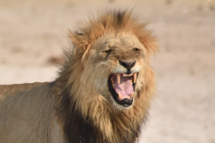 Lion with its mouth open, possibly roaring.